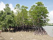 'Mangrove Forest at the Coast of Marang, Malay Peninsula | Malaysia' by Asienreisender
